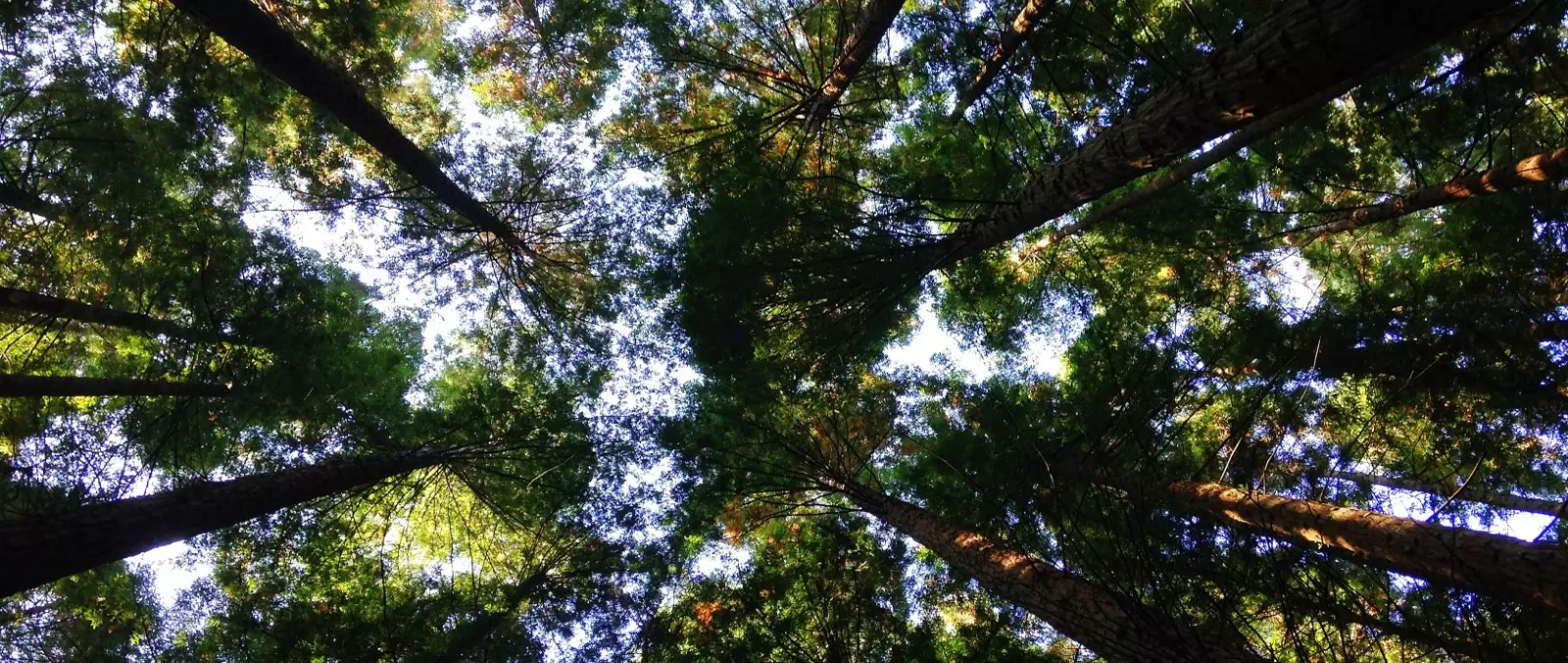 <p>Environmental&nbsp;</p>