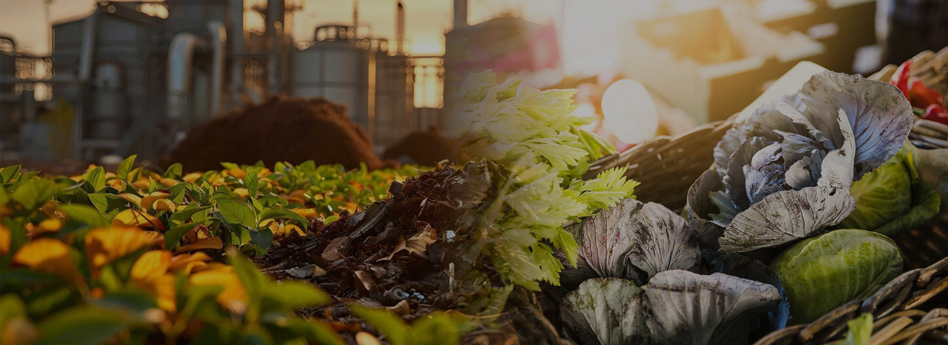 Bio-Mining of Fresh Waste